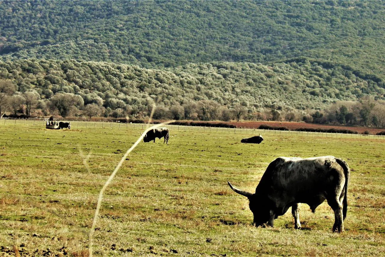 Bovini di razza maremmana al pascolo nel parco della Maremma
