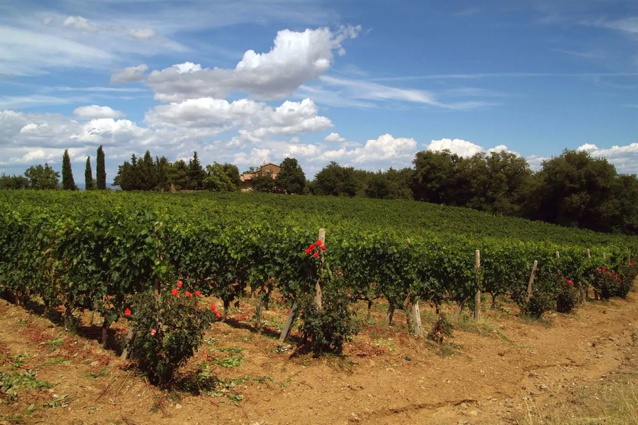 De wijngaarden van de Brunello, op de heuvels van Montalcino